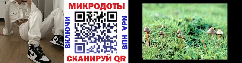 Псилоцибиновые грибы Psilocybine cubensis  Калининск 